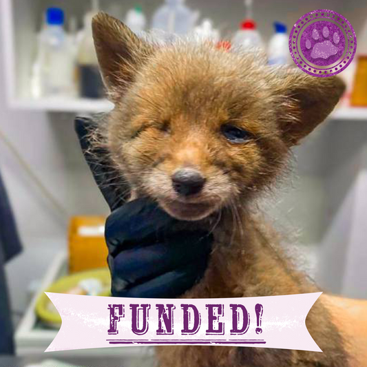 Funded: Emaciated, One-Eyed Fox Cub Needs Love & Care