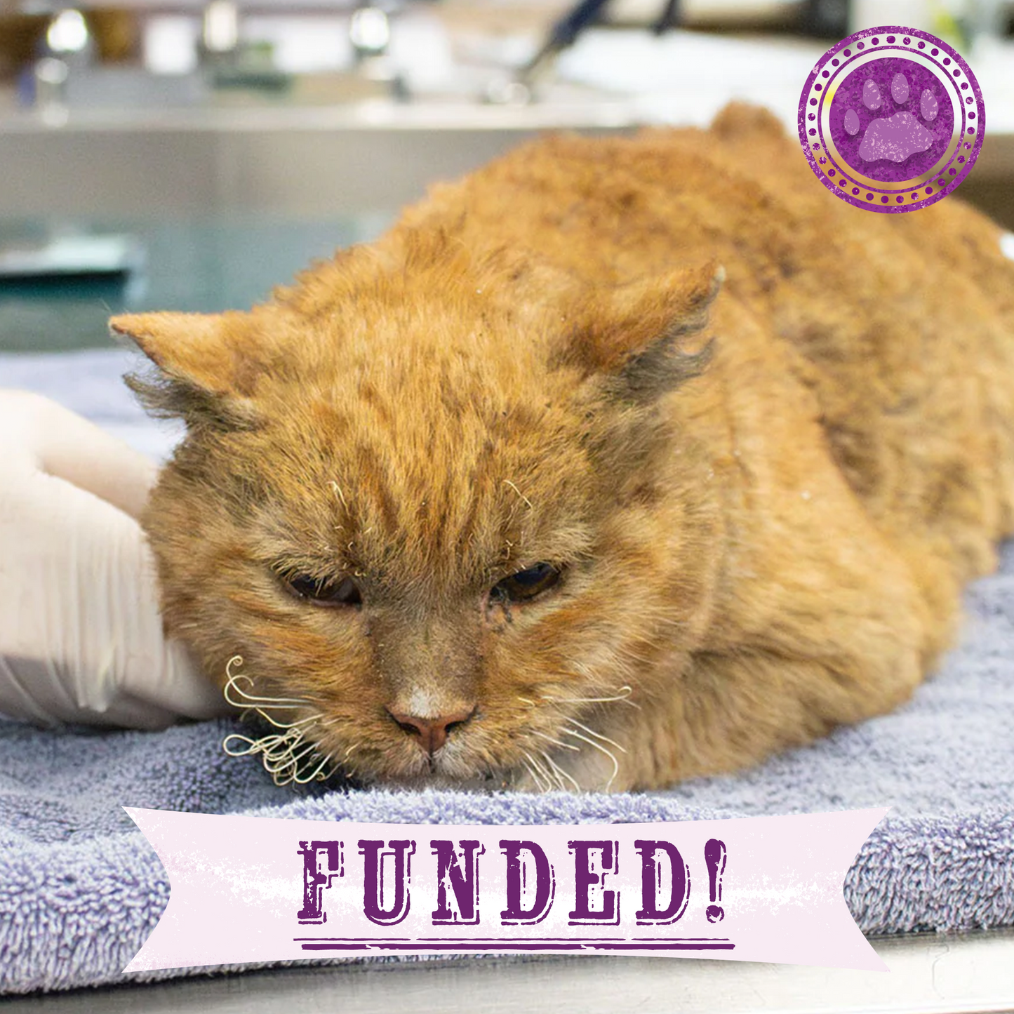 Funded: Garfield Barely Survived the Los Angeles Fires and Needs Critical Care