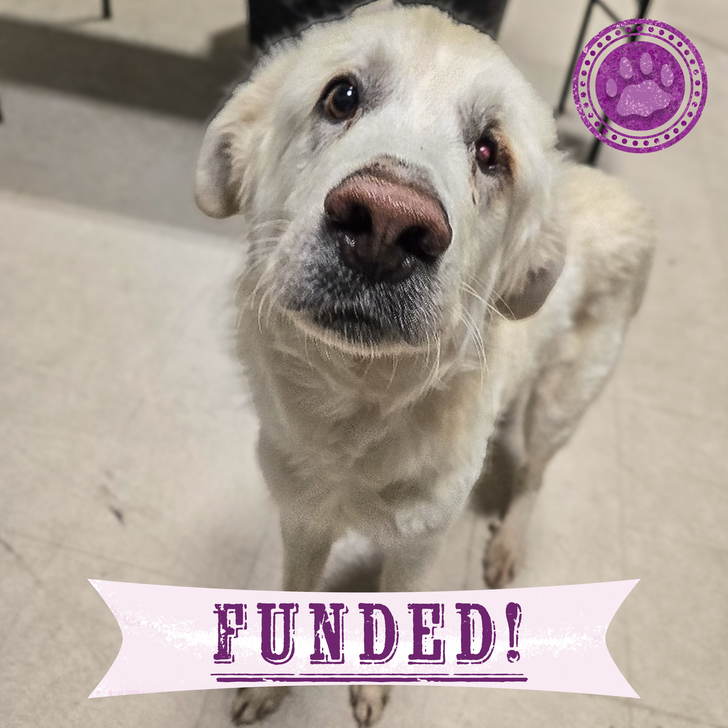 Funded: Starving Hardy with Severely Injured Eye Needs Critical Surgery