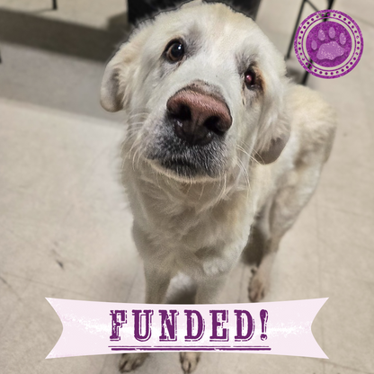 Funded: Starving Hardy with Severely Injured Eye Needs Critical Surgery
