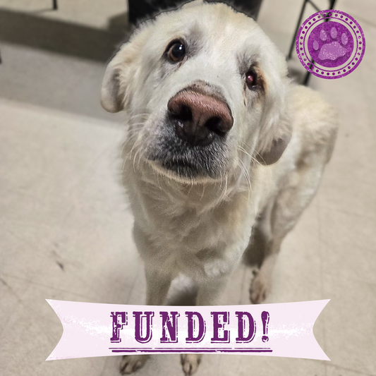 Funded: Starving Hardy with Severely Injured Eye Needs Critical Surgery