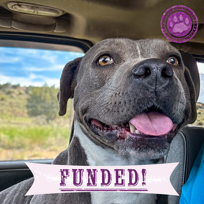 Funded: Help Suspected Bait Dog Covered in Severe Wounds Heal