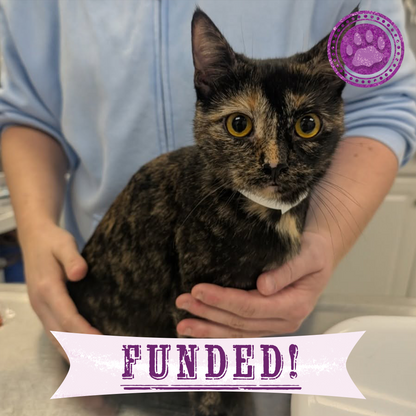 Funded: Mama Cat Indi Needs Surgery to Repair Broken Leg