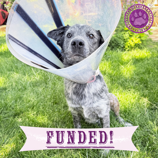 Funded: Jack Needs Urgent Care to Recover from a Vicious Attack