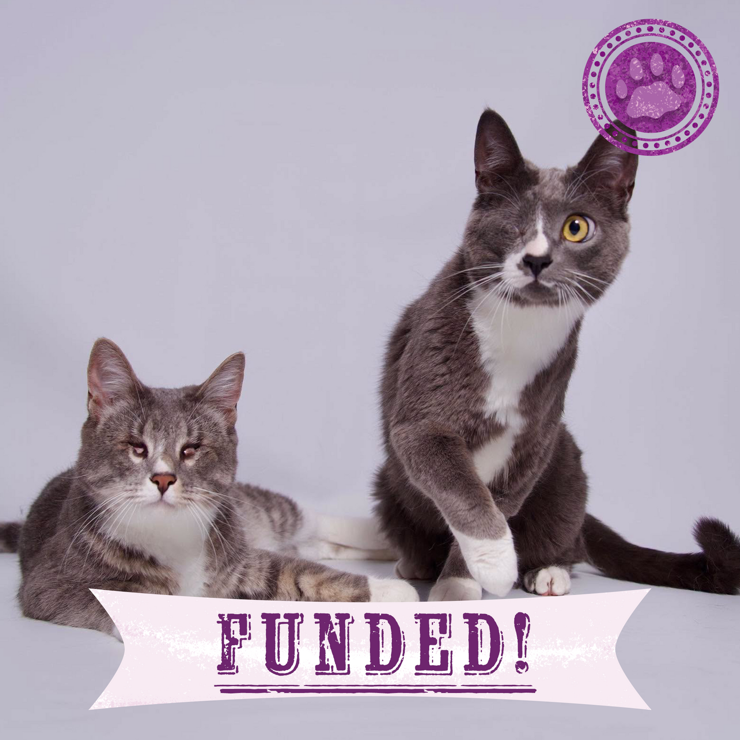 Funded: Seeing-Eye Cat James Suffering with Painful Blind Eye Needs a Chance to Heal