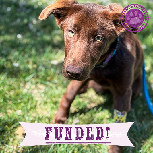 Funded: Injured Puppy Who Survived Deadly Wildfires Needs Leg Amputation to Walk Again