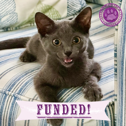 Funded: Help Kennedy Survive After Being Attacked by Animal