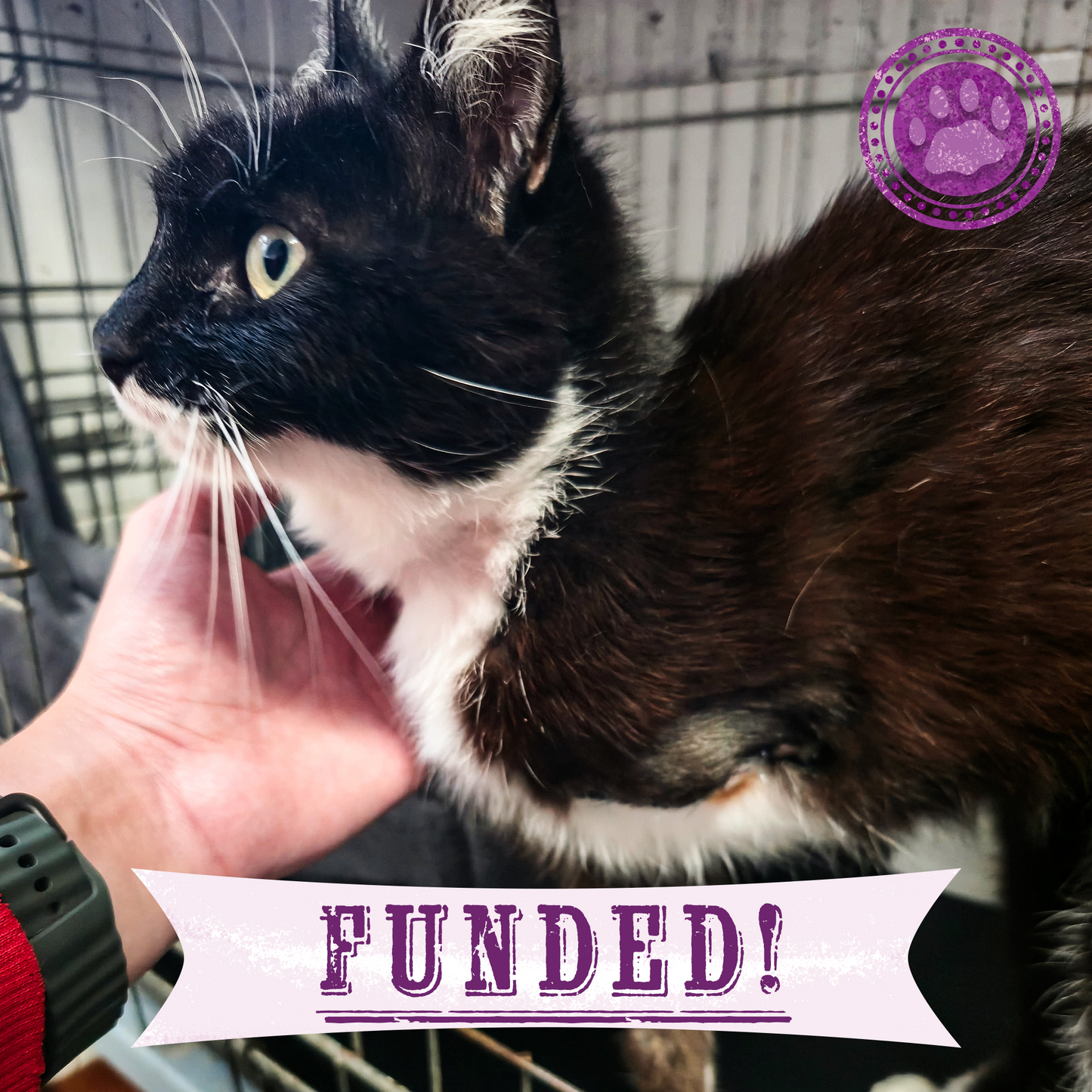 Funded: Help Save Cat Who Was Shot and Found Lying on Side of Road