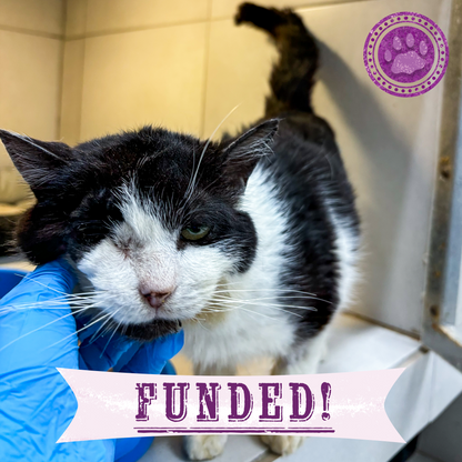Funded: Help Save Ukraine Cat in Critical Condition with Ruptured Eye