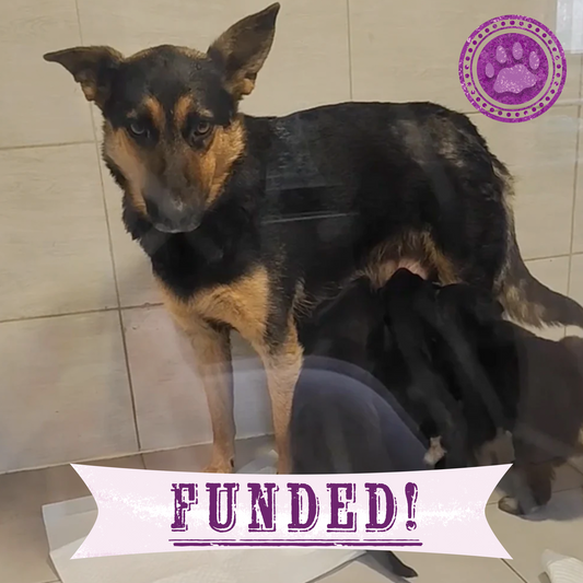 Funded: Help Lesya and Her Puppies Recover from Malnutrition After Being Rescued from Frontlines