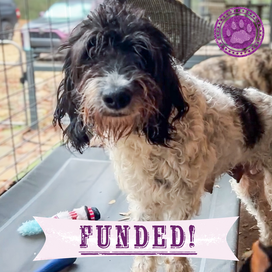 Funded: Help Maggie and Her Litter Through a Medical Emergency