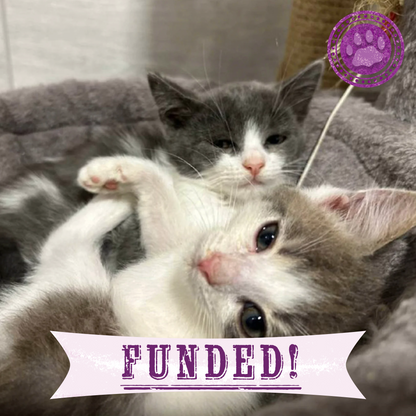 Funded: Michelle And Her Kittens Need You To Beat Severe Illness