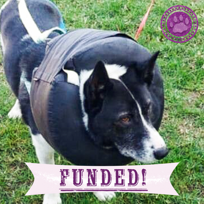 Funded: Ukraine Dog with Untreated Wound Needs Your Help to Heal