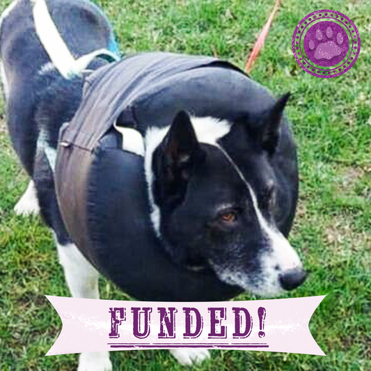 Funded: Ukraine Dog with Untreated Wound Needs Your Help to Heal