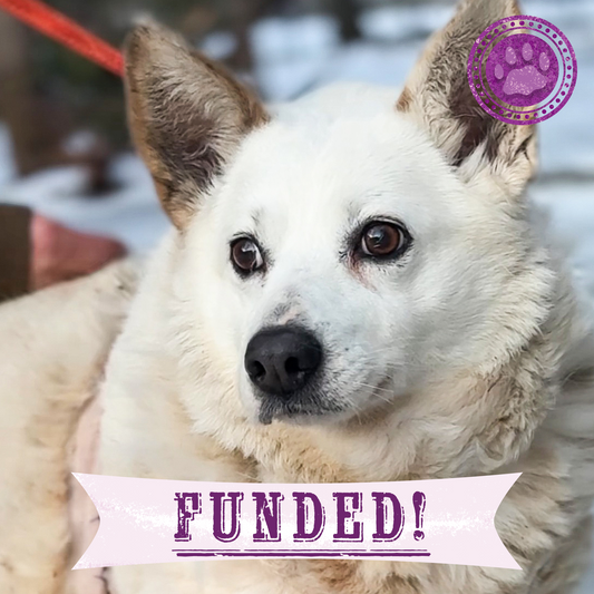 Funded: Nyasha Was Found Suffering - Her Infected Wound Needs Urgent Care
