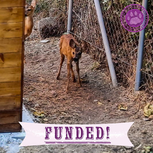 Funded: Orphaned Baby Deer Needs Specialized Care to Grow