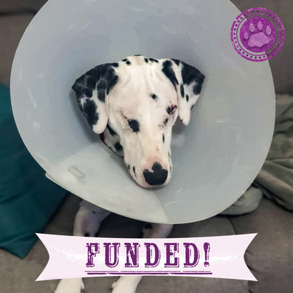 Funded: Blind Dalmatian Surrendered with Bullet Fragments in Her Head Needs Your Support to Heal