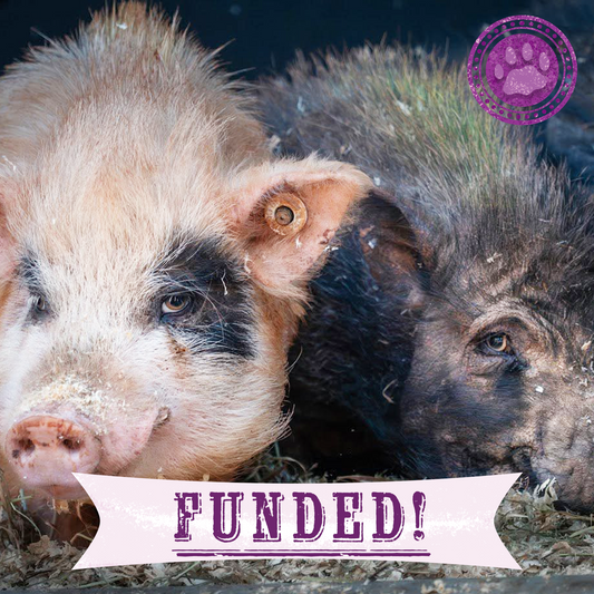 Funded: More Than 160 Pigs Rescued From Neglect Need Medical Care
