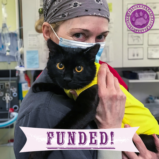 Funded: Abused Cat Covered in Painful Chemical Burns Needs Your Help