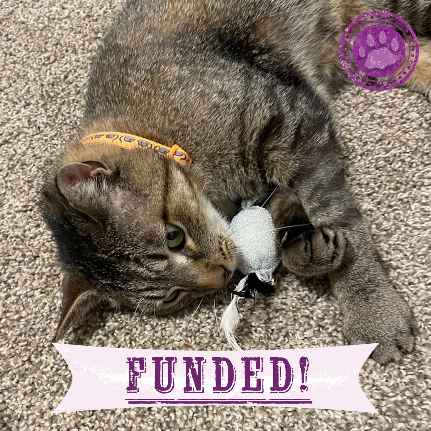 Funded: Cat With Shattered Jaw Needs Your Support to Get Emergency Surgery