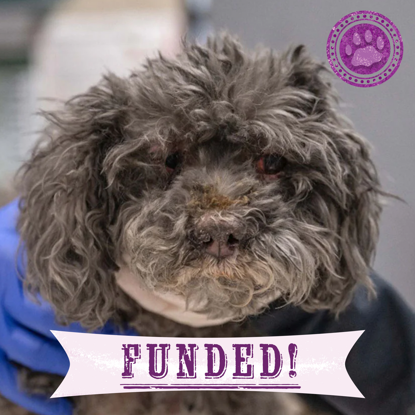 Funded: Roxy Was Severely Burned in L.A. Wildfires - Needs Treatment