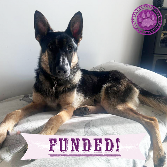 Funded: Sick German Shepherd Found Barely Alive in Cemetery Needs Emergency Care