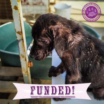 Funded: Parasite-Riddled Puppy Found Alone Needs Immediate Care To Survive