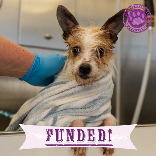 Funded: Terrier Mix Has Been Neglected For A Long Time: Help Cover His Care