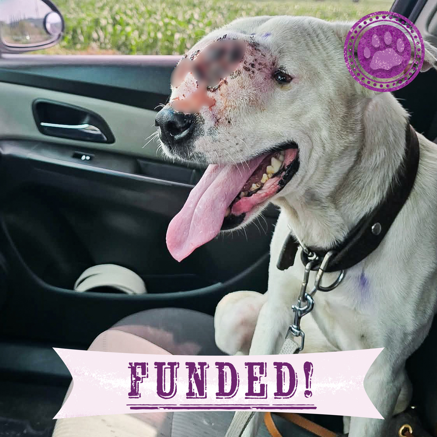 Funded: Save Neglected Dog with Bleeding Mass and Life-Threatening Disease