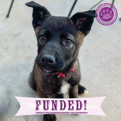 Funded: Help Tulip Beat Deadly Parvovirus