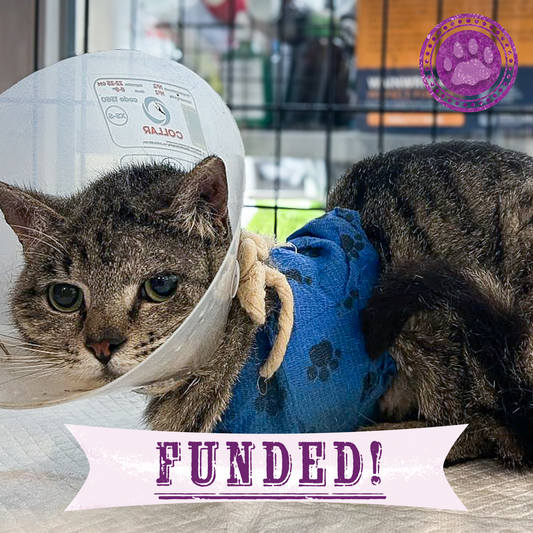 Funded: Give Cat With Crushed Front Legs Second Chance He Deserves
