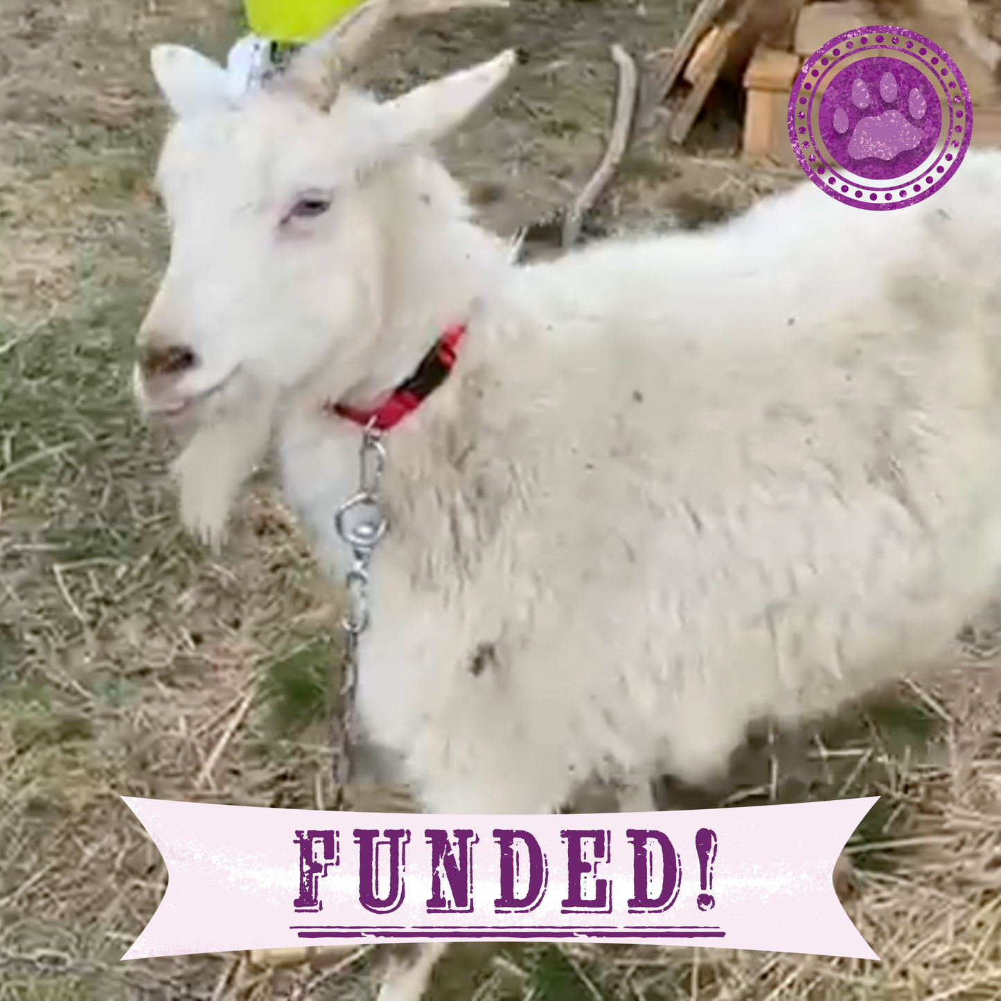 Funded: Pregnant and Injured Goats Rescued from Slaughter Truck Need Medical Care