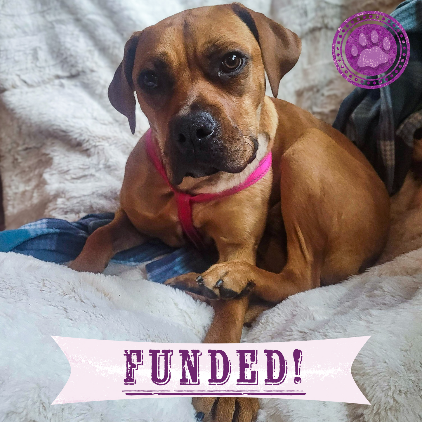 Funded: Shot at Close Range, Valentina Needs Help to Heal
