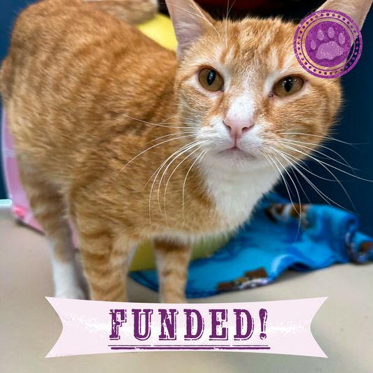 Funded: Someone Shot Vince and Stole His Ability to Walk — Help Us Give It Back