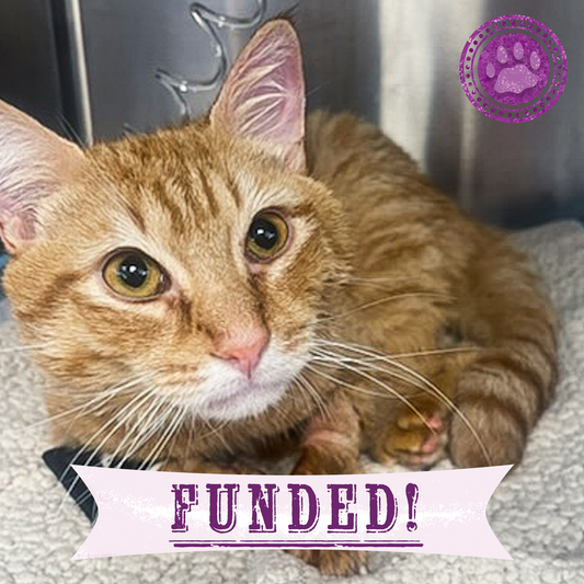 Funded: Winston is Suffering with Multiple Fractures and Needs Your Support