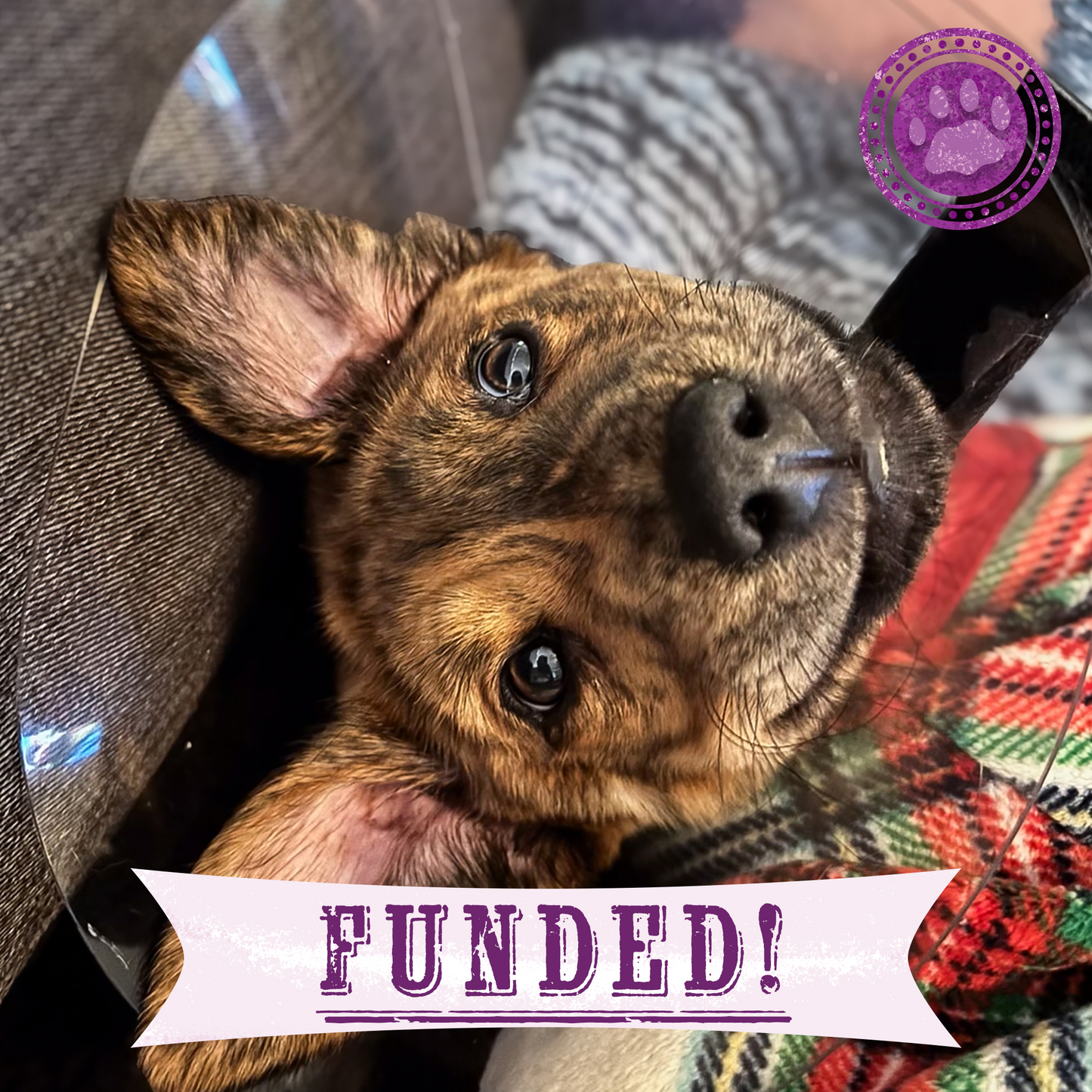 Funded: Help Save Puppy in Critical Condition After Being Struck by Car