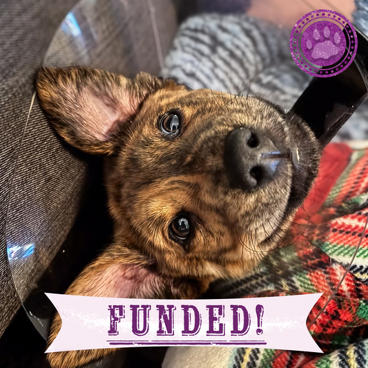 Funded: Help Save Puppy in Critical Condition After Being Struck by Car