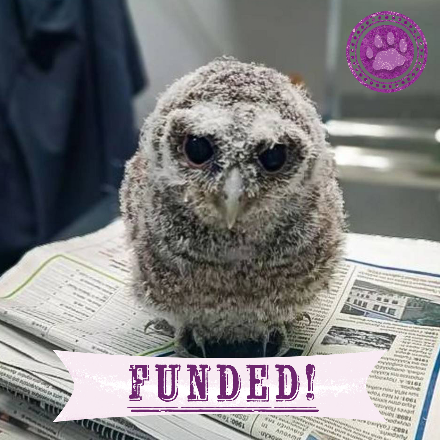 Funded: Baby Owls Need Help Spreading Their Wings