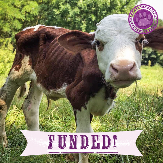 Funded: Support Lipchyk the Calf’s Recovery