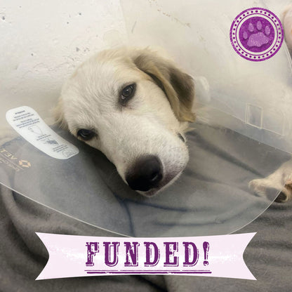 Funded - Help Heal Arthur's Broken Leg