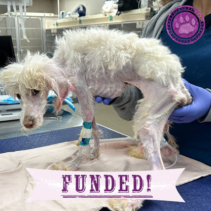 Funded - Help Junie Recover From Infection