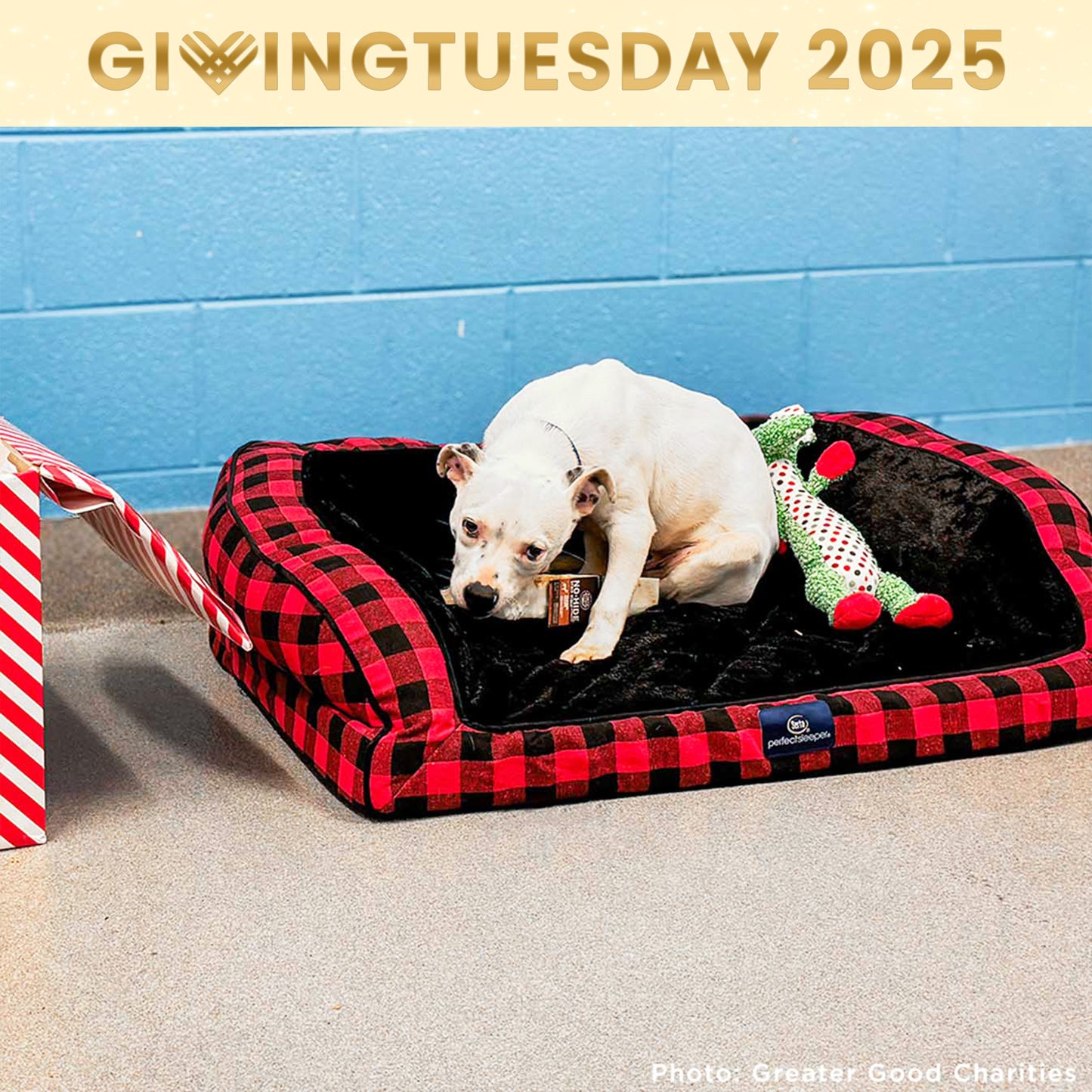 GivingTuesday: Care Package Drive for Shelter Pets