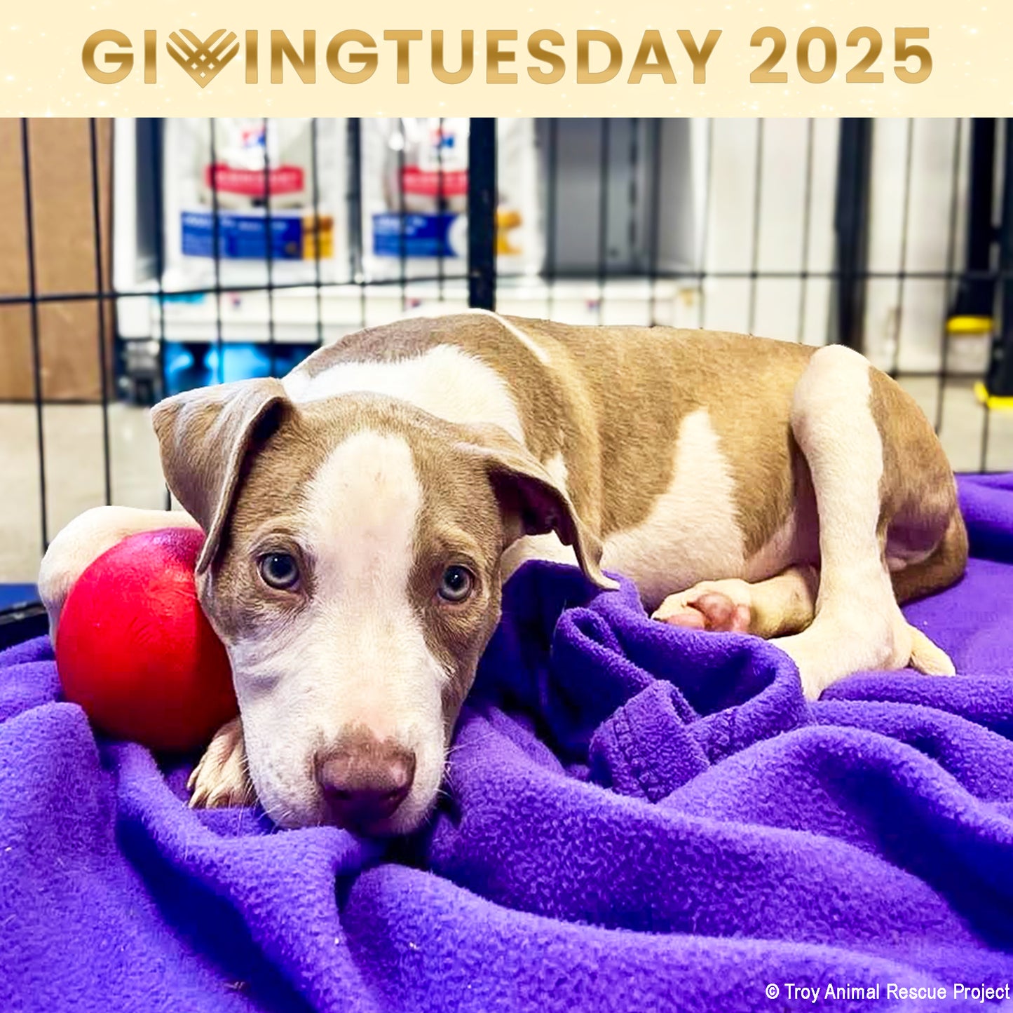 GivingTuesday: Care Package Drive for Shelter Pets