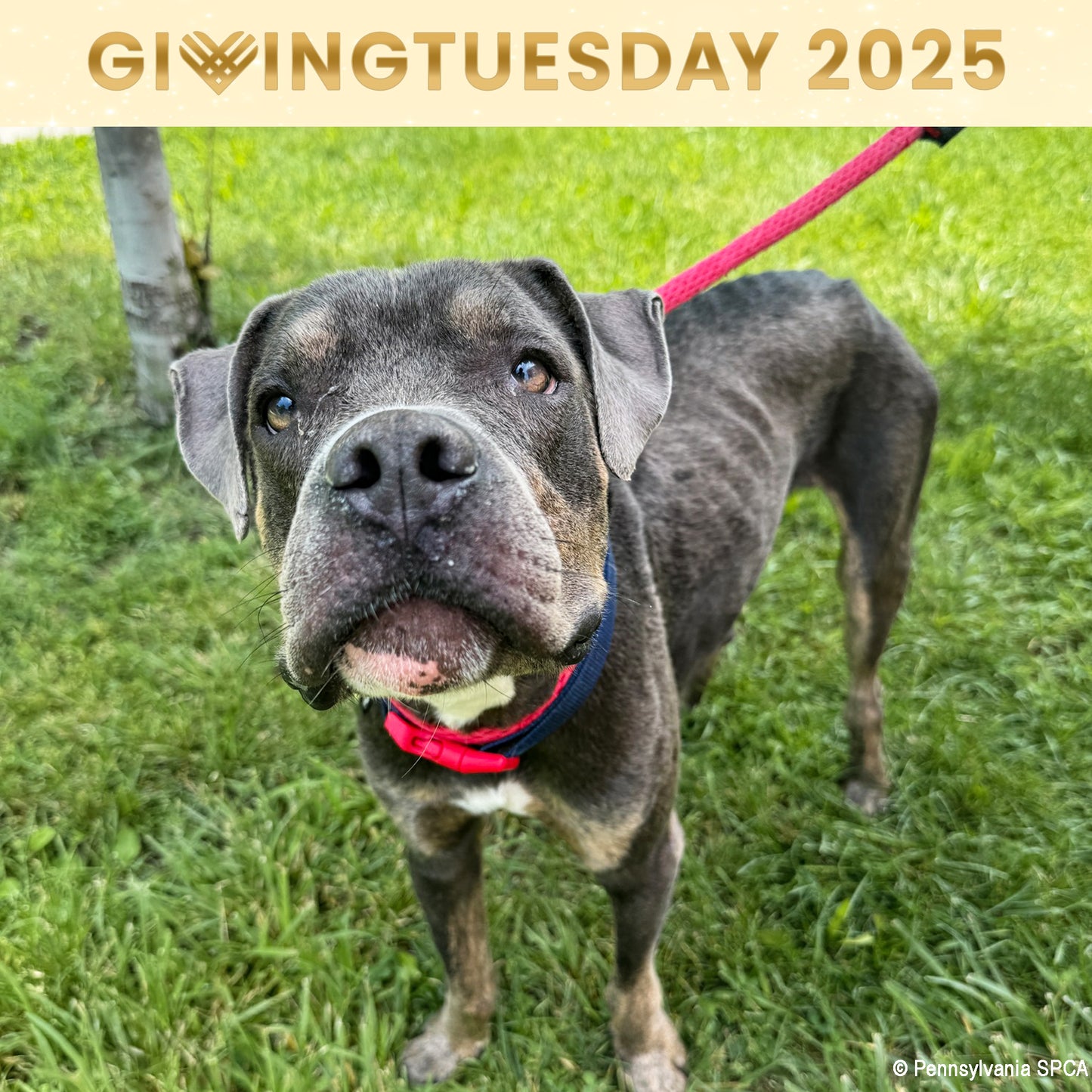 GivingTuesday: Care Package Drive for Shelter Pets