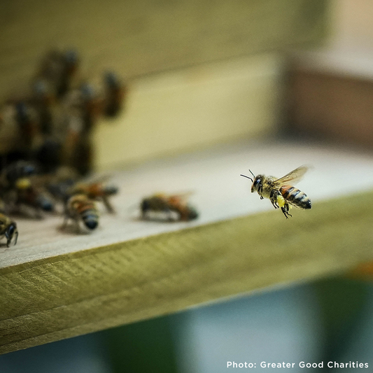 Help Feed Starving Bees