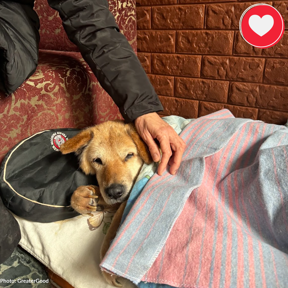 Funded: Senior Dog Abandoned Near Frontlines Needs Your Support