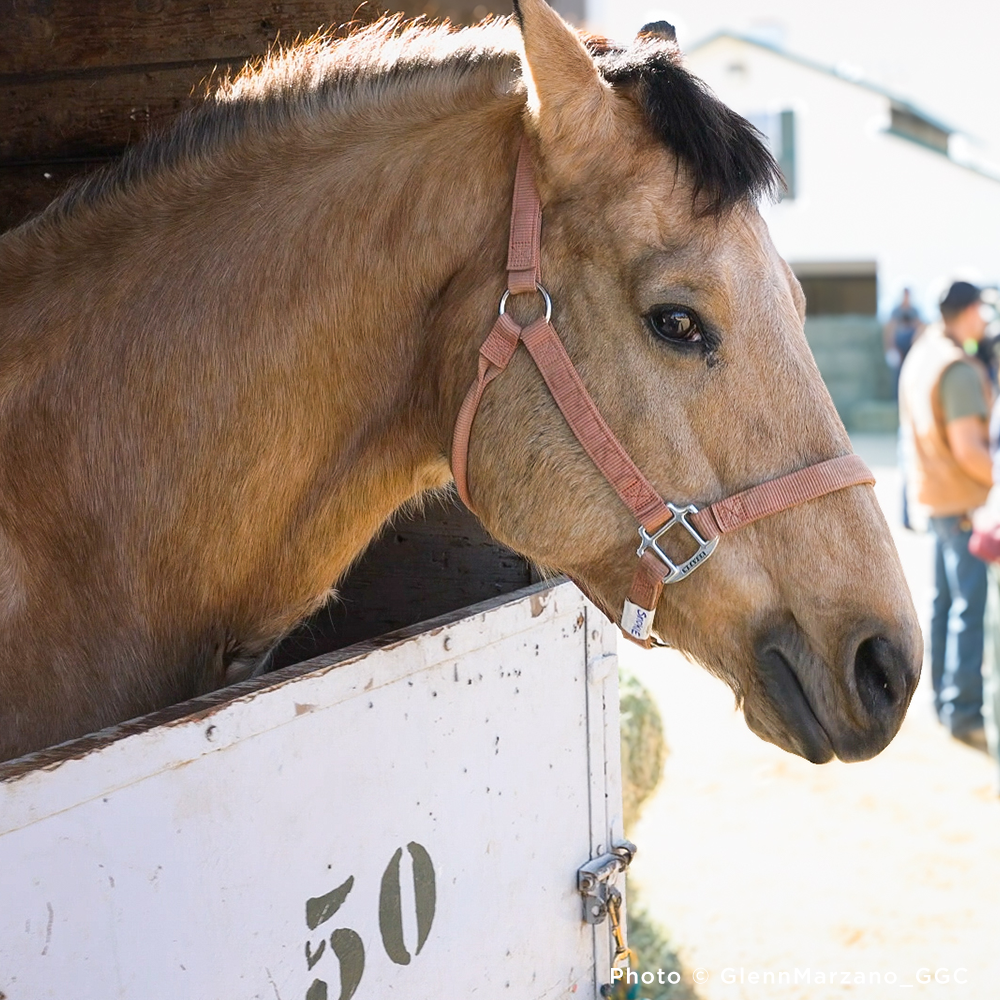 Injured & Displaced Horses Fleeing Raging Wildfires Need Your Help