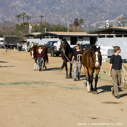 Injured & Displaced Horses Fleeing Raging Wildfires Need Your Help