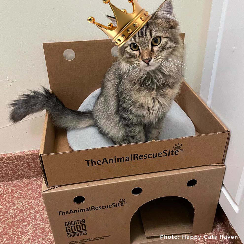 Support Feline Domination - One Castle at a Time