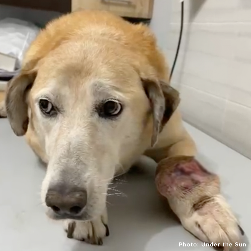 Funded: Help Ukraine Dog Struggling to Walk with Painful Tumor